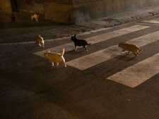 כלבים משוטטים [צילום: פליפה דנה/AP]