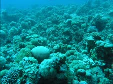 שונית האלמוגים [צילום: דרור צוראל, המשרד להגנת הסביבה]