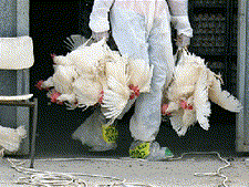 השלכות שפעת העופות [צילום: AP]